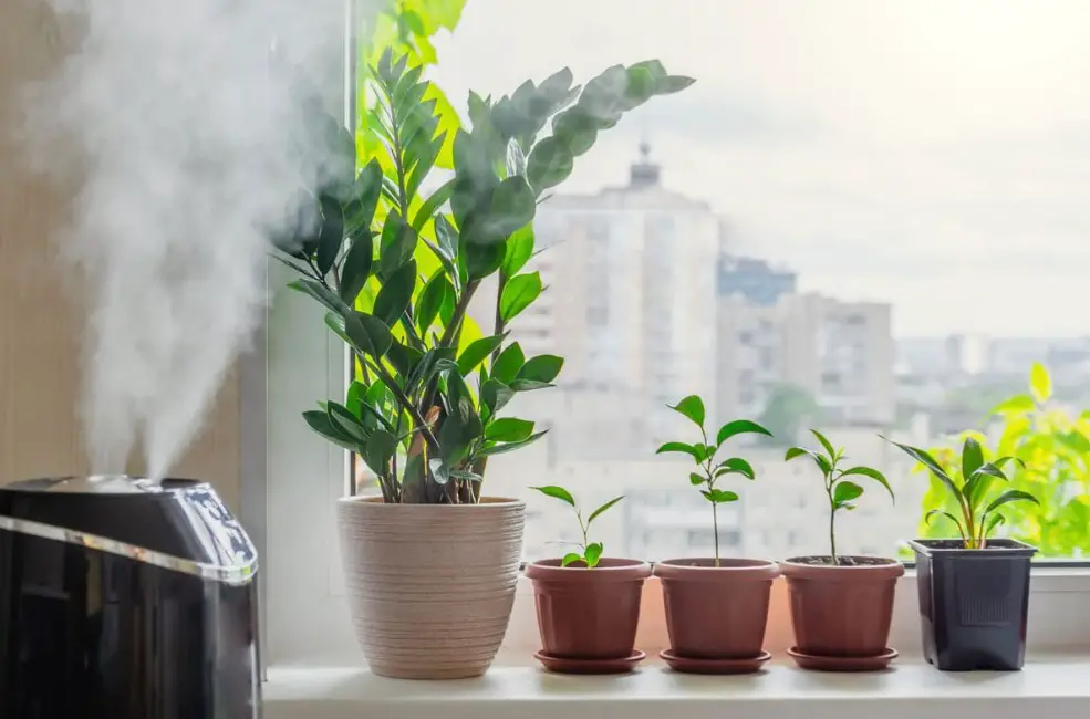 How often should I use a humidifier for my plants: Top guide