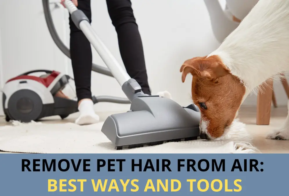 Remove pet hair from air: 5 Best Tips & Helpful Recommendation