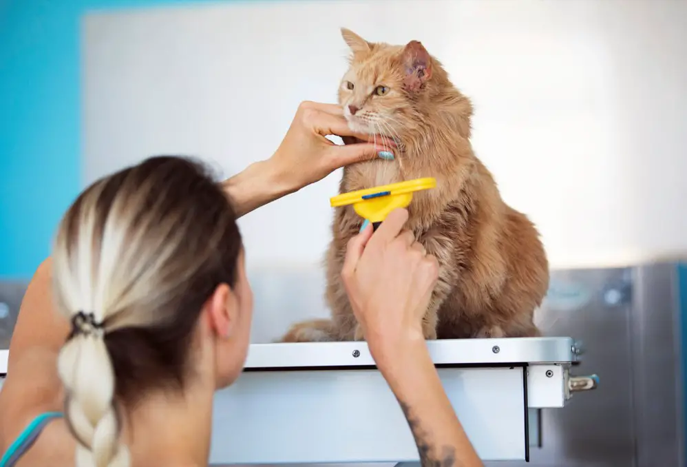 How to remove pet hair from air