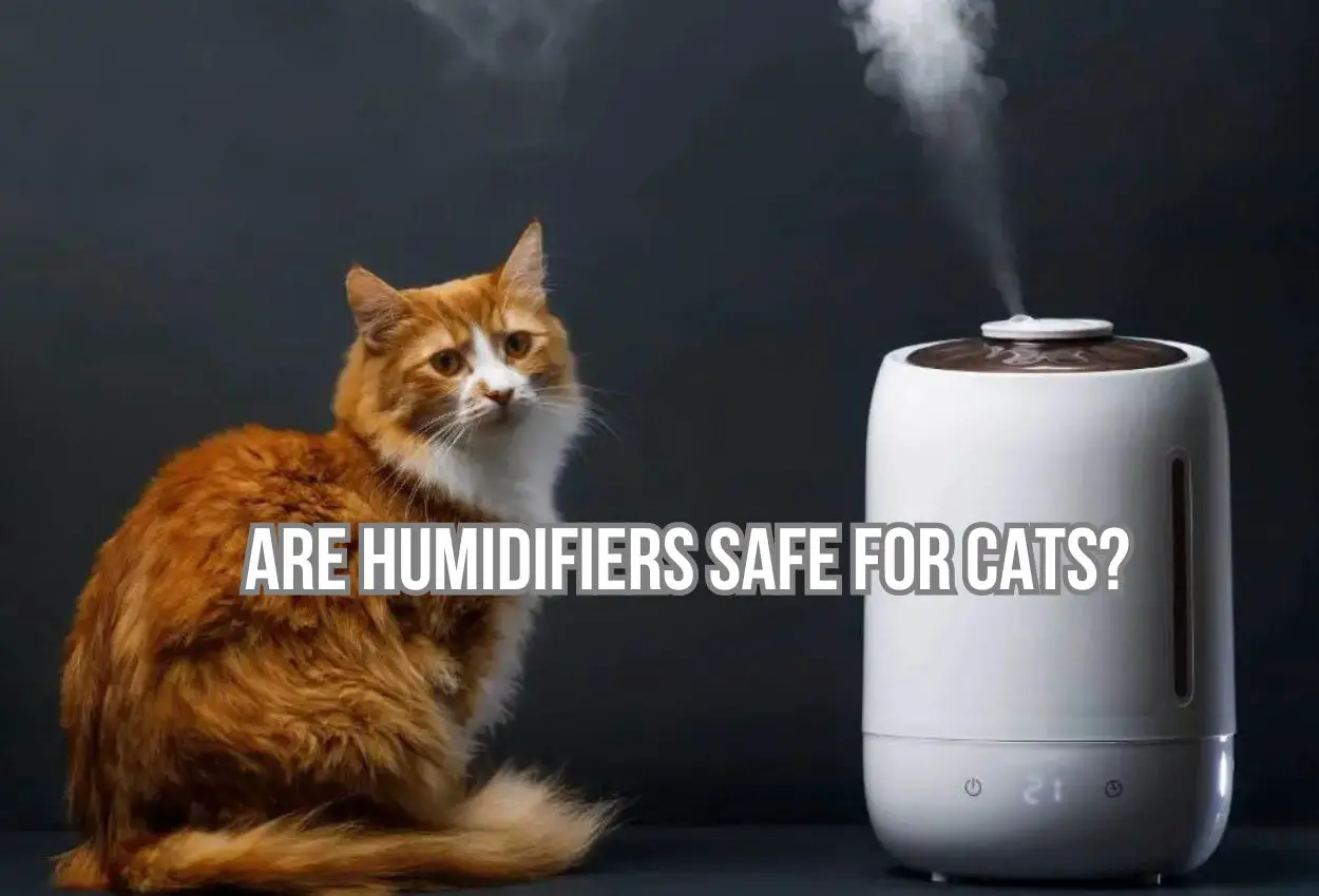Are humidifiers safe for cats?