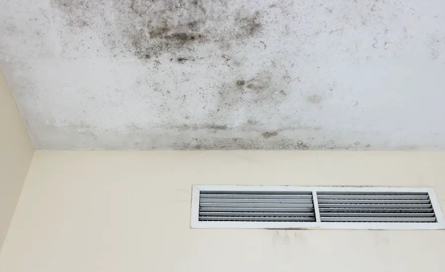 what kills mold in the air